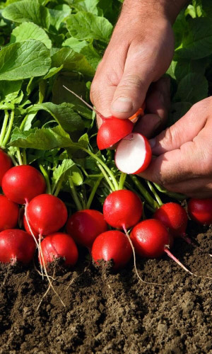 Редис САН САНЫЧ &mdash; Крупноплодный! Без горечи! Сочный! Сладкий! Один из самых простых в уходе!