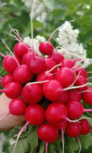 Редис СКАРЛЕТ ГЛОБ &mdash; Растёт быстро и очень дружно! Мякоть белая, сочная, вкусная! Сорт устойчив к стрелкованию!