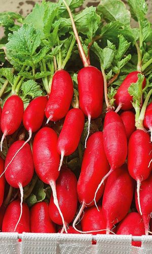 Редис ВЕСЕННЕЕ ЧУДО &mdash; Компактная листва! Хрустящая, плотная мякоть! Без пустот и горечи! Всесезонный!