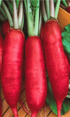 Редька китайская (лоба) ЗНАМЯ ЛЕНИНА