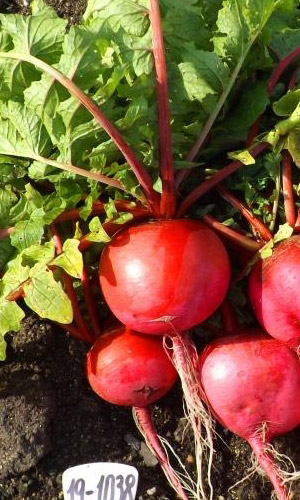 Редька САХАРНАЯ ГОЛОВА