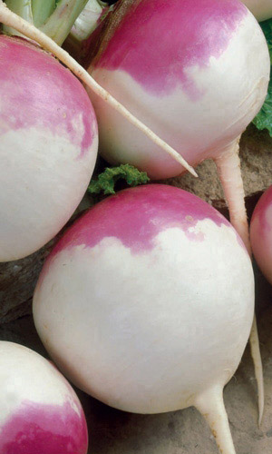 Репа СКАЗОЧНАЯ