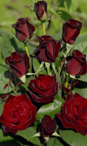 Роза ЧЁРНАЯ МАГИЯ