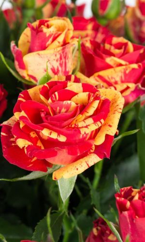 Роза ФАЙЕР ФЛЕШ