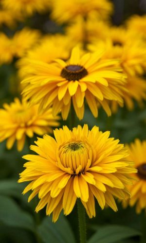 Рудбекия хирта ГЛОРИОЗА ДЕЙЗИ