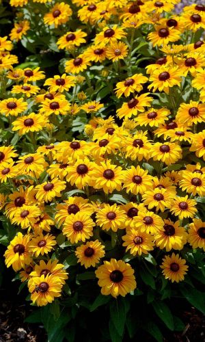 Рудбекия МАРМЕЛАД