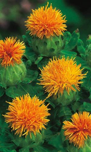 Сафлор КОХАНО ЖЁЛТЫЙ