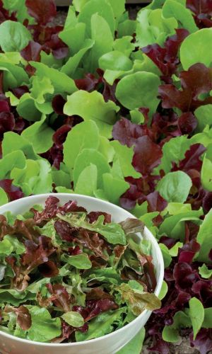 Салат БАЛКОННАЯ СМЕСЬ