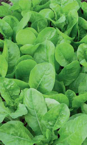 Салат БУТЕРБРОДНЫЙ