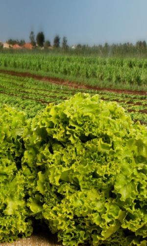 Салат ГРАНД РАПИДС &mdash; Без горечи! Крупный! Хрустящий! Не накапливает нитраты!