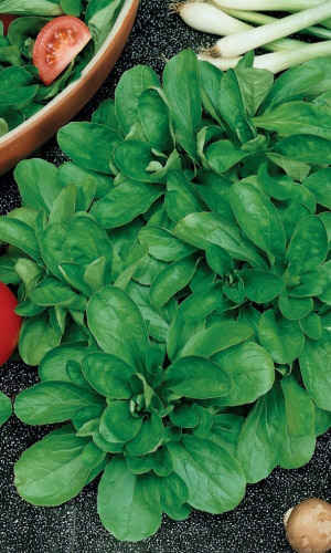 Салат корн ЭКСПРОМТ &mdash; Используют как гарнир! Полный набор витаминов! Ореховый аромат! Исключительно холодостойкий!