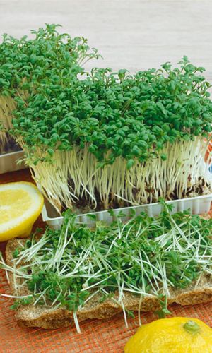 Салат кресс-салат ДАНСКИЙ