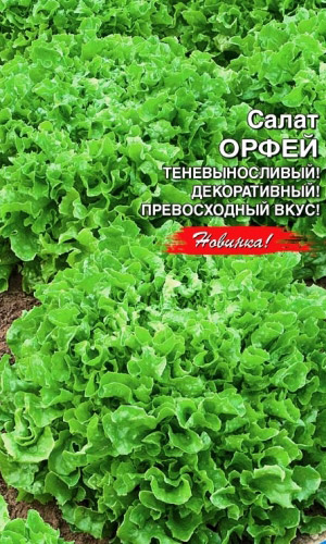 Салат ОРФЕЙ &mdash; Теневыносливый! Декоративный! Превосходный вкус!