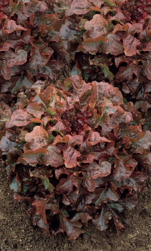 Салат РИВЬЕРА