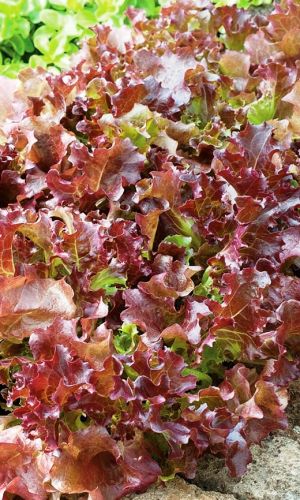 Салат РУБИН &mdash; Богат витаминами! Великолепный вкус! Оригинальная форма листьев!