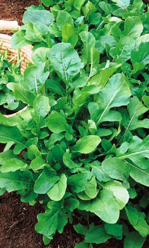 Салат РУККОЛА (ИНДАУ РАКЕТ) ДИКОВИНА