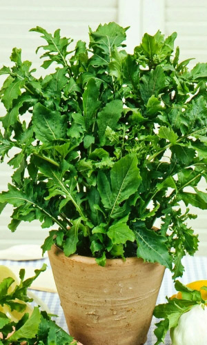 Салат РУККОЛА (ИНДАУ РАКЕТ) ГУРМАН