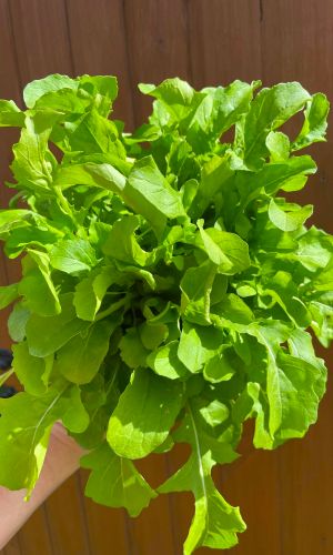 Салат РУККОЛА ОРЕХОВАЯ (ИНДАУ РАКЕТ)