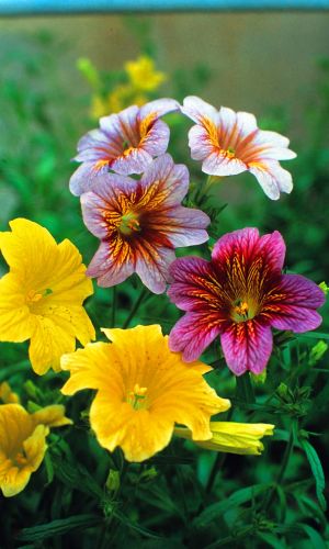 Сальпиглоссис ФЕЙЕРВЕРК