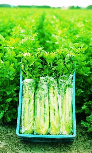 Сельдерей черешковый БОДРЫЙ ДЕНЬ (большой пакет)