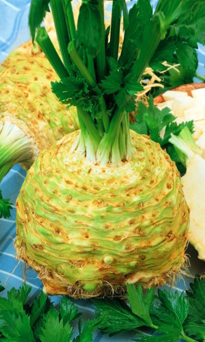 Сельдерей корневой АЛБИН