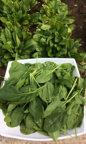 Шпинат СИЛАЧ