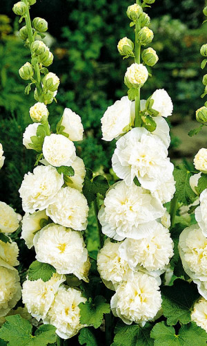 Шток-роза БЕЛАЯ