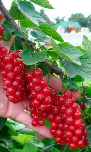 Смородина ГОЛЛАНДСКАЯ КРАСНАЯ