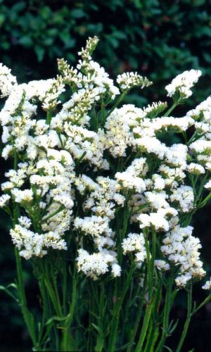 Статица СУПРИМ БЕЛАЯ