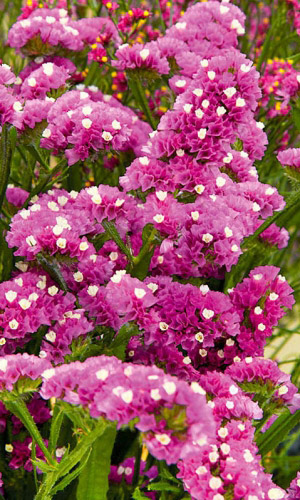 Статица СУПРИМ КАРМИННАЯ