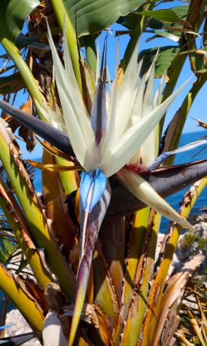 Стрелиция НИКОЛАЯ