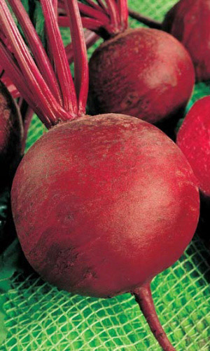 Свёкла БАГРОВАЯ &mdash; С нежной и сочной мякотью, без колец! Очень вкусная! Отлично хранится зимой!