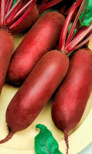 Свёкла ЦИЛИНДРА РУССКИЙ ДЕЛИКАТЕС