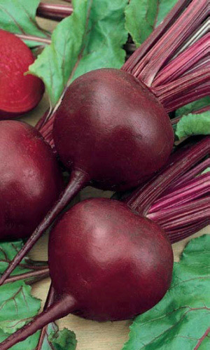 Свёкла МУЛАТКА