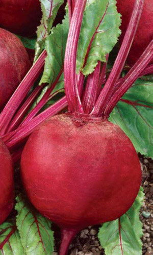 Свёкла ПАБЛО F1