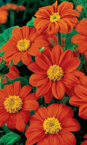 Титония РЫЖИЙ ФОНАРЬ