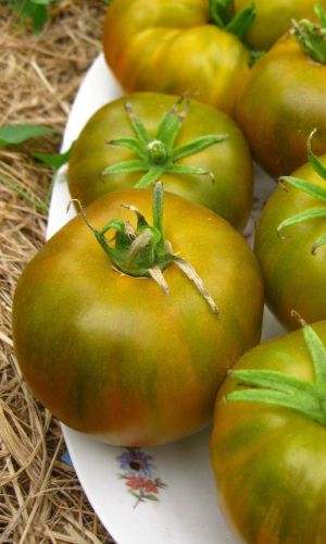 Томат БОЛОТНЫЙ &mdash; Высокоурожайный, диетический сорт с экзотической окраской и великолепным вкусом!