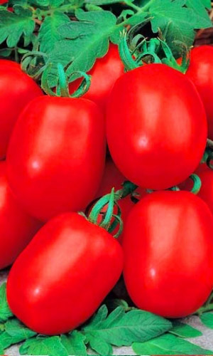 Томат БОРЕЦ &mdash; Никогда не сдаётся! Дружно созревает! Борется за ваш урожай!