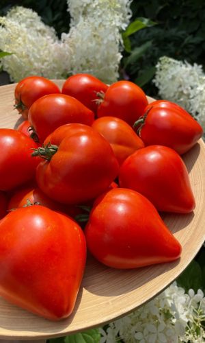 Томат БУДЁНОВКА