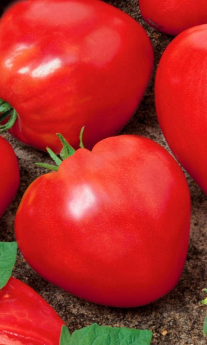 Томат БЫК КРАСНЫЙ F1