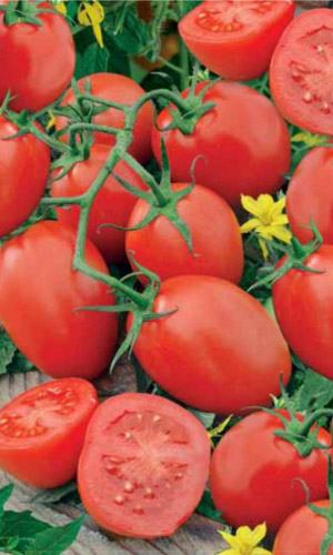 Томат ЧЕЛНОК &mdash; Чудесный томат для начинающих садоводов! Ведро с каждого куста, при этом без особых усилий! А как хорош в засолке!