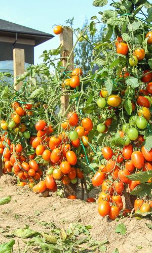 Томат ЧУДО НА ЗАСОЛ &mdash; Раннеспелый! С дружным созреванием! Без подвязки и пасынкования!