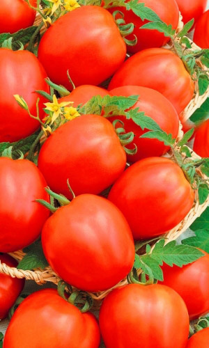 Томат ЦВЕТАНА