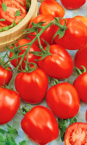 Томат ЭЛЕГАНТ