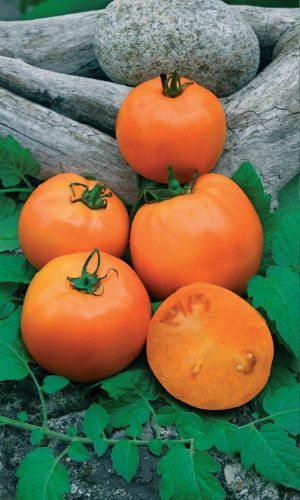 Томат ХУРМА