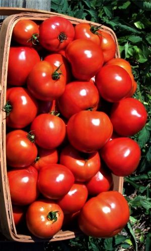 Томат КАК НА ПОДБОР