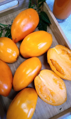 Томат КАНДИНСКИЙ