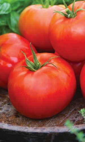 Томат КОРОЛЬ РАННИХ