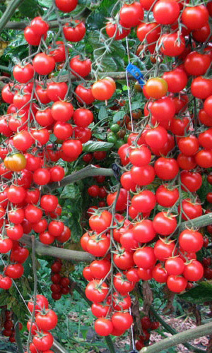 Томат ВИШНЯ КРАСНАЯ