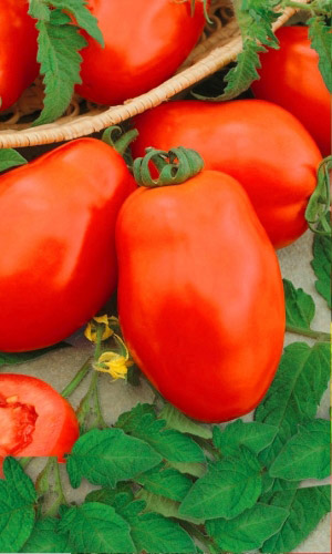 Томат ЛОРД &mdash; Сибирская селекция! Сверхурожайный! Самый неприхотливый! Крупноплодный!